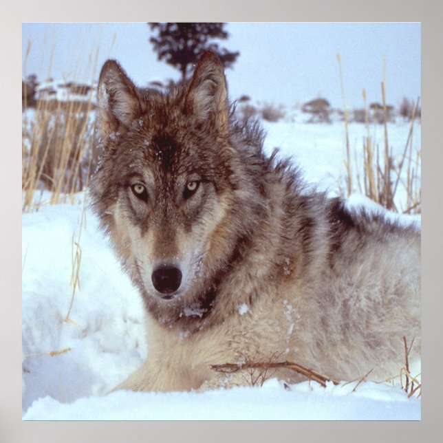Grey Wolf In Winter Poster (Front)