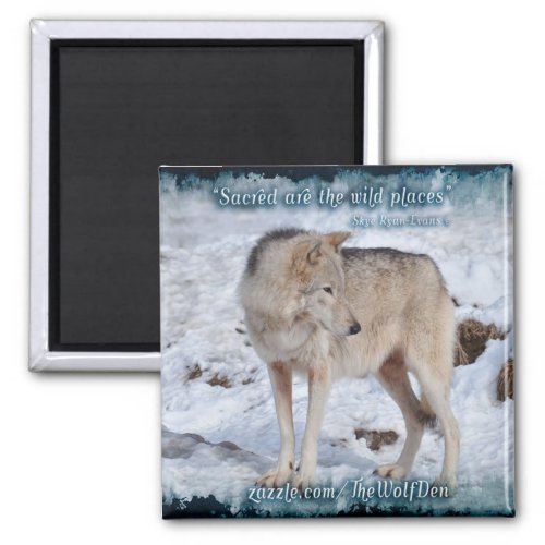 Grey Wolf in Winter Snow Wildlife Photo Magnet