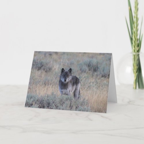 grey Wolf in Yellowstone Greeting Card