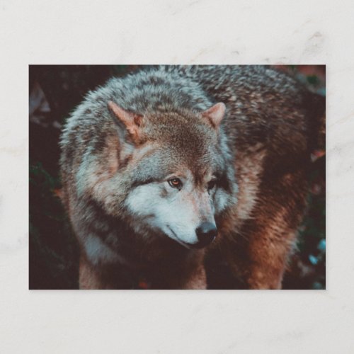 Grey Wolf looking in the forest Postcard