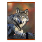 Grey Wolf Lovers (Front)