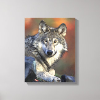 Grey Wolf Lovers Canvas Print