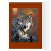 Grey Wolf Lovers Cards (Inside (Left))