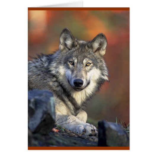 Grey Wolf Lovers Cards (Front)