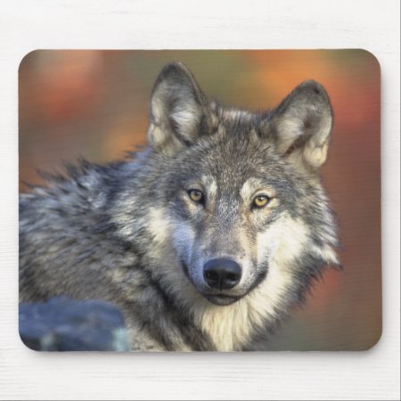 Grey Wolf Mousepad