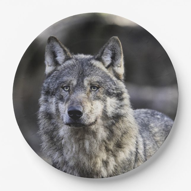 Grey Wolf Paper Plates (Front)