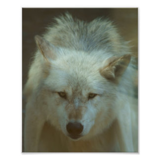 Grey Wolf Photo