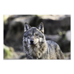 Grey Wolf Photo Print