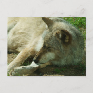 Grey Wolf Postcard