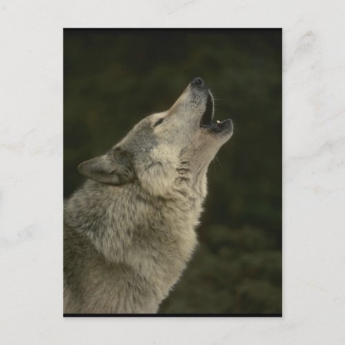 Grey Wolf Postcard