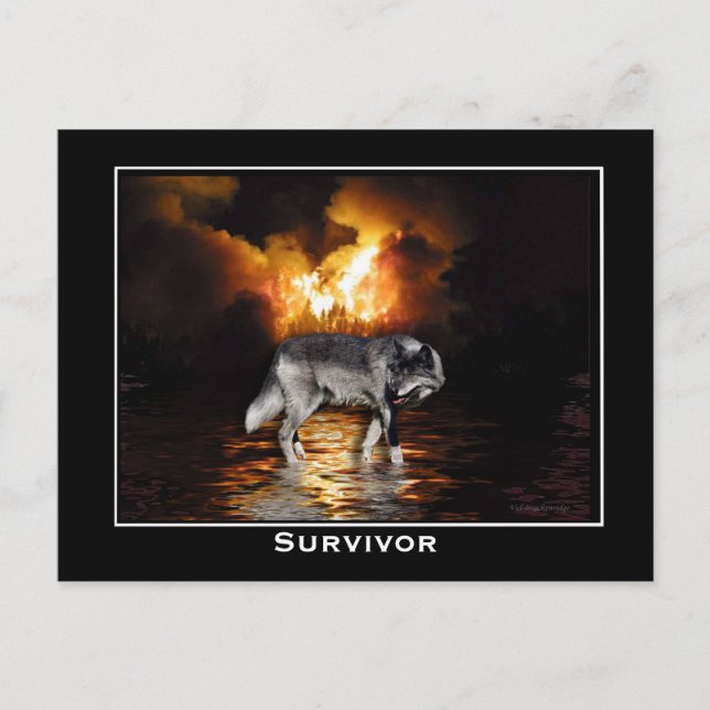 Grey Wolf Postcard (Front)