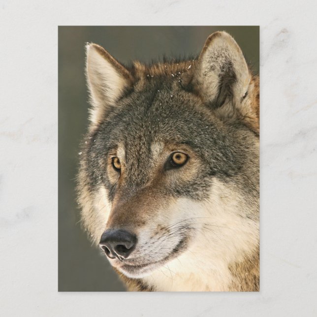 Grey Wolf Postcard (Front)