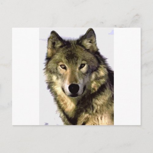 Grey Wolf Postcard