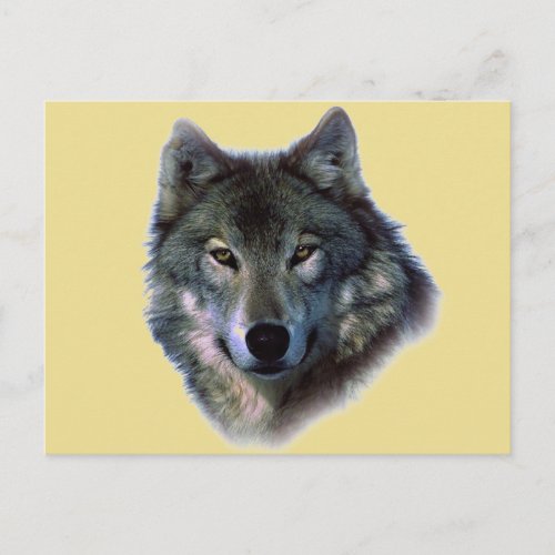 Grey Wolf Postcard