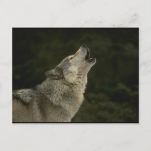 Grey Wolf Postcard