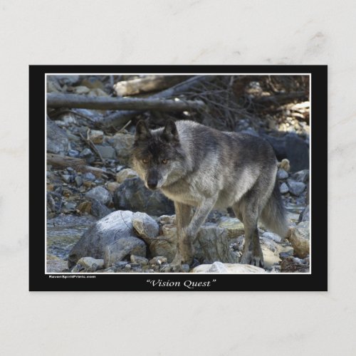 Grey Wolf Postcards