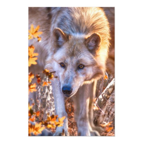 Grey Wolf Puppy AUTUMN COLORS Photo Print