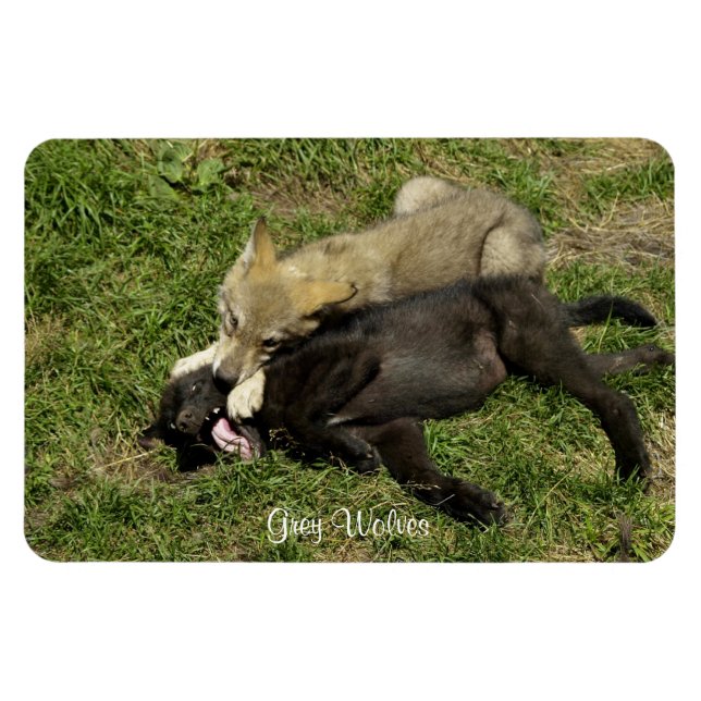 Grey Wolf Pups Wildlife Magnet (Horizontal)