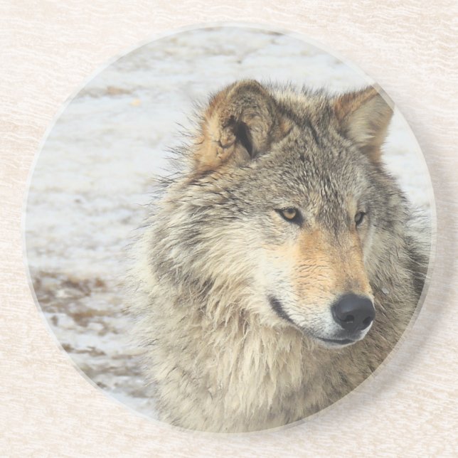 Grey Wolf Sandstone Coaster (Front)