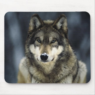 grey-wolf-snow mouse pad