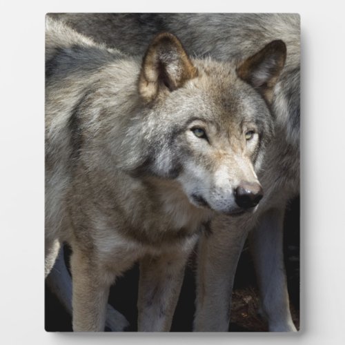 Grey wolf standing plaque