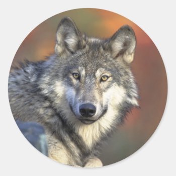 Grey Wolf Sticker (round) by StillImages at Zazzle