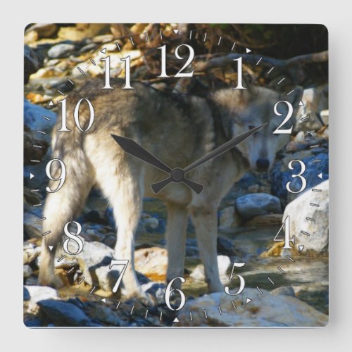 Grey Wolf  Stony Creek Photo Clock