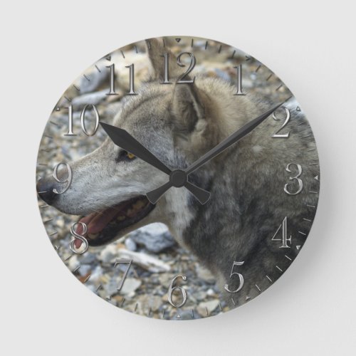 Grey Wolf Study Wildlife_Supporter Photo Clock