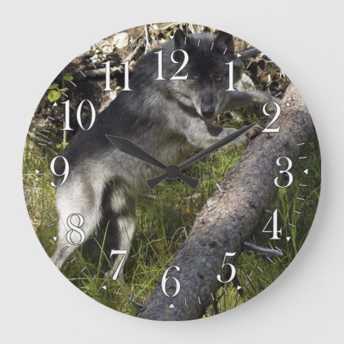 Grey Wolf Study Wildlife_Supporter Photo Clock
