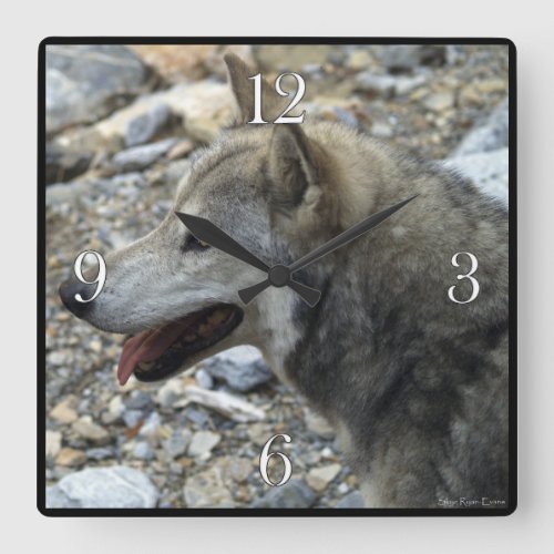 Grey Wolf Study Wildlife_Supporter Photo Clock