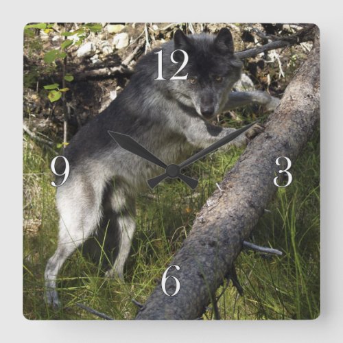 Grey Wolf Study Wildlife_Supporter Photo Clock