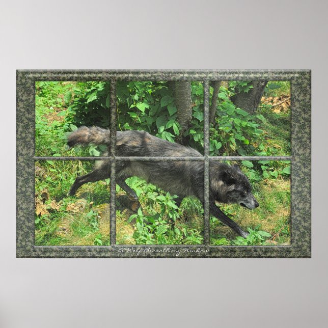 Grey Wolf Through A Window Art Poster (Front)