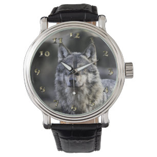 Grey Wolf Watch