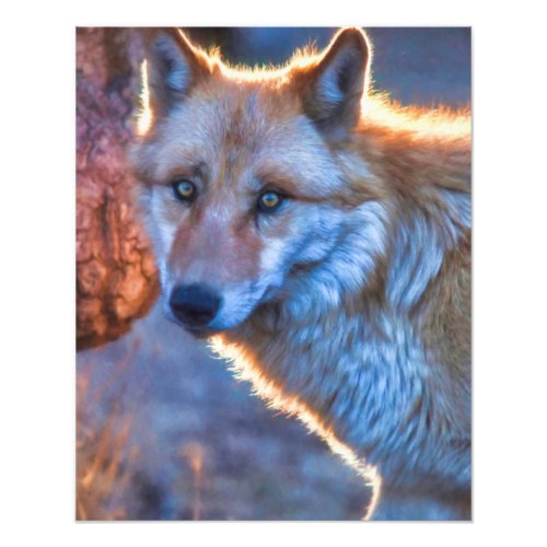 GREY WOLF WILD CONNECTION PHOTO PRINT