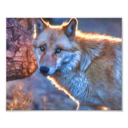 GREY WOLF WILD CONNECTION PHOTO PRINT