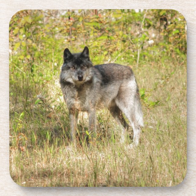 Grey Wolf & Wilderness Photo Gift Beverage Coaster (Front)