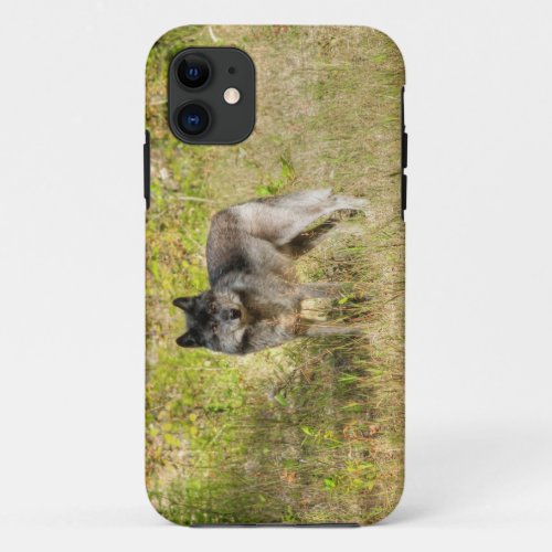 Grey Wolf  Wilderness Photo Gift iPhone 11 Case