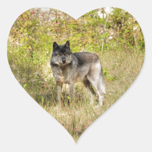 Grey Wolf  Wilderness Photo Gift Heart Sticker