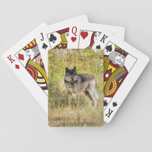 Grey Wolf  Wilderness Photo Gift Poker Cards