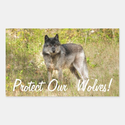 Grey Wolf  Wilderness Photo Gift Rectangular Sticker