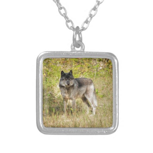 Grey Wolf  Wilderness Photo Gift Silver Plated Necklace