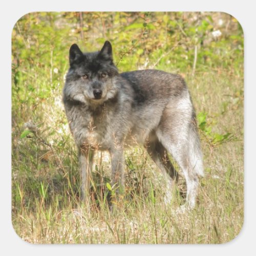 Grey Wolf  Wilderness Photo Gift Square Sticker