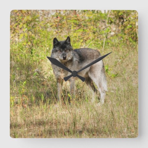 Grey Wolf  Wilderness Photo Gift Square Wall Clock