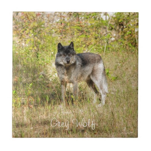 Grey Wolf  Wilderness Photo Gift Tile