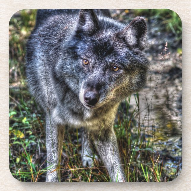 Grey Wolf & Wilderness Wildlife Photo Portrait Drink Coaster (Front)