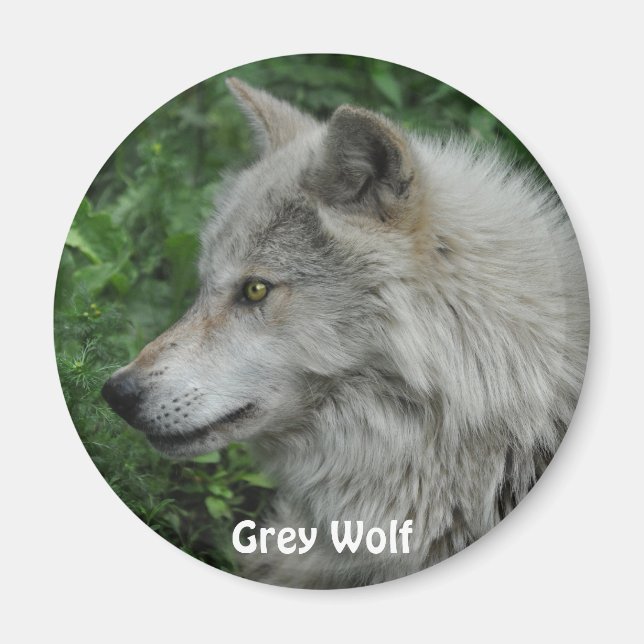 GREY WOLF Wildlife Photo Magnet (Front)