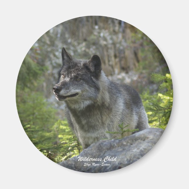 Grey Wolf Wildlife Photography Magnet (Front)