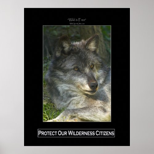 GREY WOLF Wildlife Support Poster