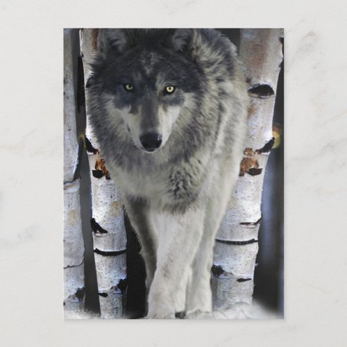 Grey Wolf  Winter Forest Wildlife Art Card