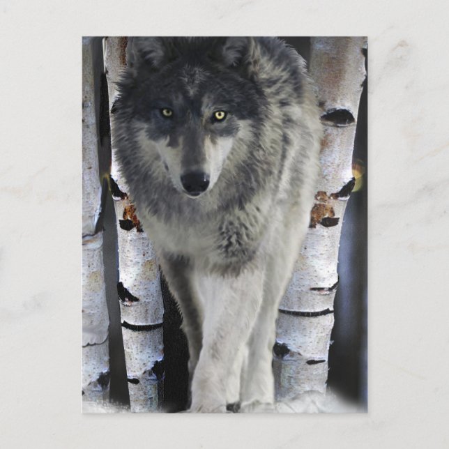 Grey Wolf & Winter Forest Wildlife Art Card (Front)